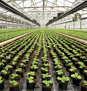 Para evitar uma redução do crescimento das plantas