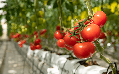 Greenhouses help optimize crop growth