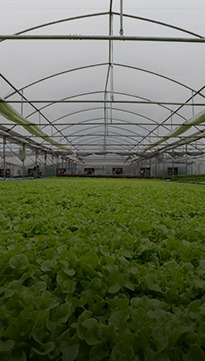 application yield of greenhouse crops vignette