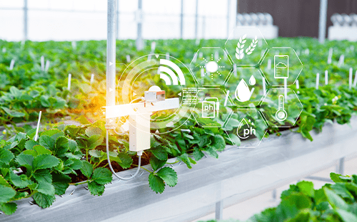 Sensores conectados que controlan el pH, la temperatura y el riego en un invernadero de cultivo sin suelo automatizado