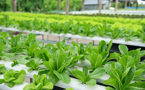 Lechugas cultivadas mediante hidroponía en mesas de cultivo en un invernadero agrícola con ambiente controlado