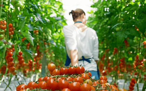 Cosecha de tomates cherry en invernadero con una operaria entre las hileras de cultivo en un entorno controlado