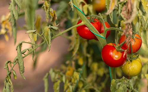Tomates maduros y hojas secas en plantas cultivadas en invernadero afectadas por una enfermedad o estrés